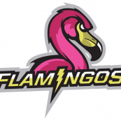 Фламингос